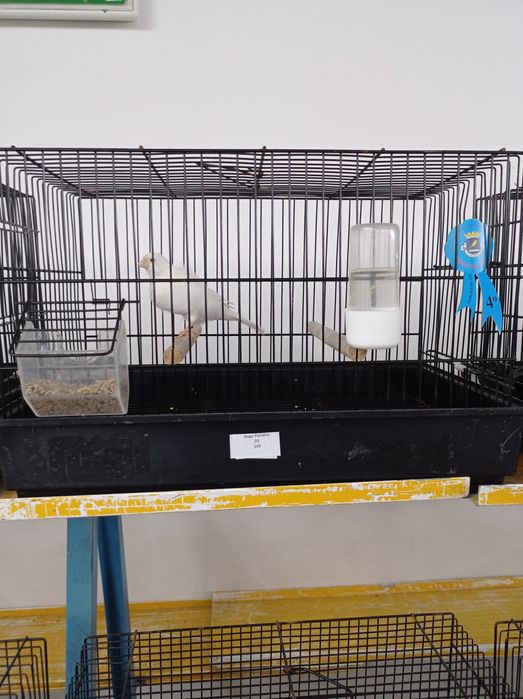 Vendo frisados do norte