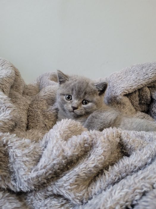 Шотландський хлопчик прямовушка