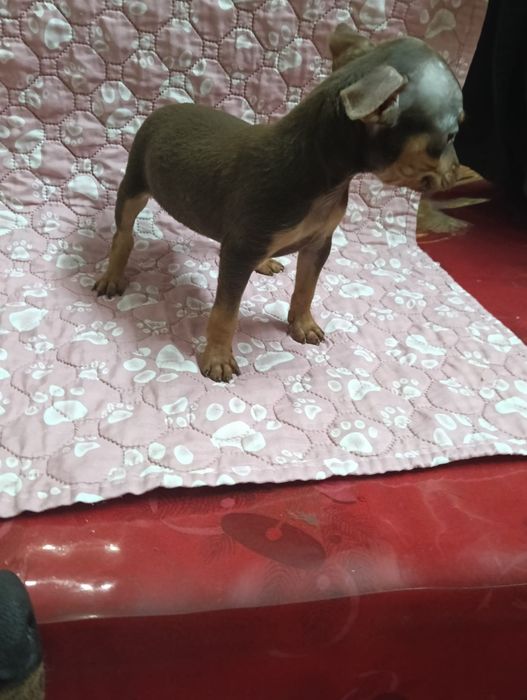 Pinscher macho miniatura
