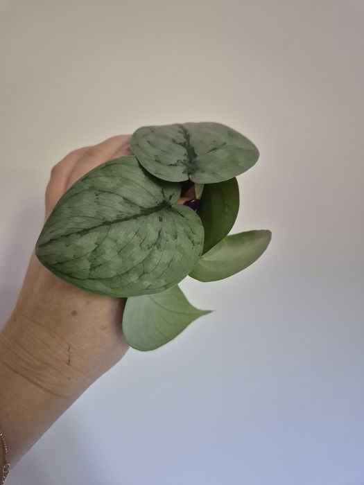 Scindapsus Silver Hero