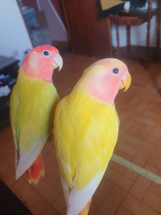 Lindo Roseicolli criado à mão