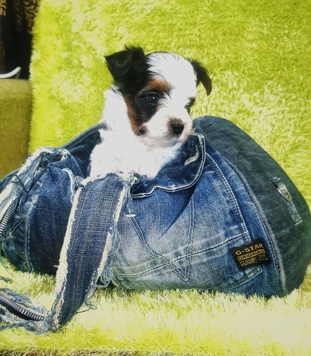 Біверйорк цуценя