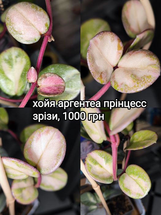 хойя argentea princess, крімсон квін, nova ghost, publicalyx pink silver splash, епіпремнум сноу квін
