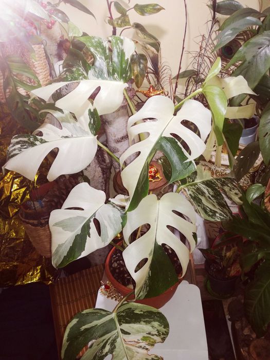 Monstera Albo Variegata philodendron roślina potwór