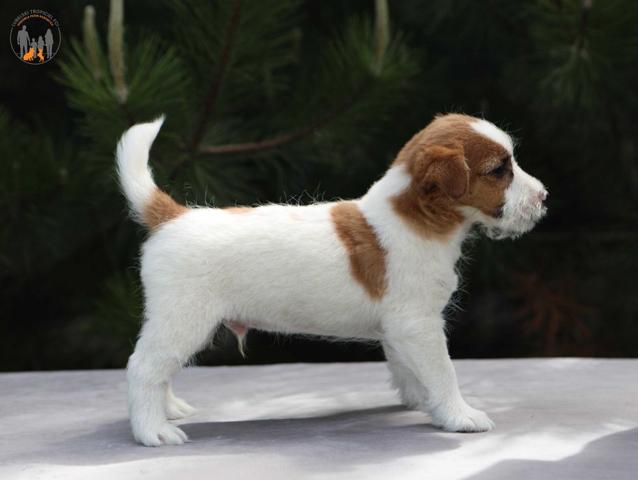 Jack Russell Terrier ZKwP FCI po Championie