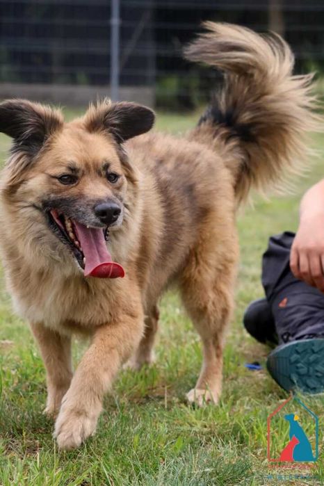 Śliczny Bierek do adopcji - 4 lata, 14 kg, wesoły i uczuciowy