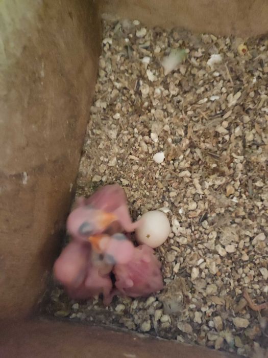 Ring necks para cedência, vou trocar de casa e não tenho espaço