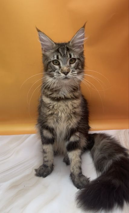 Класический окрас малышка