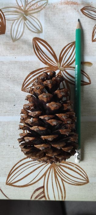 Sprzedam szyszki mix lub nie.