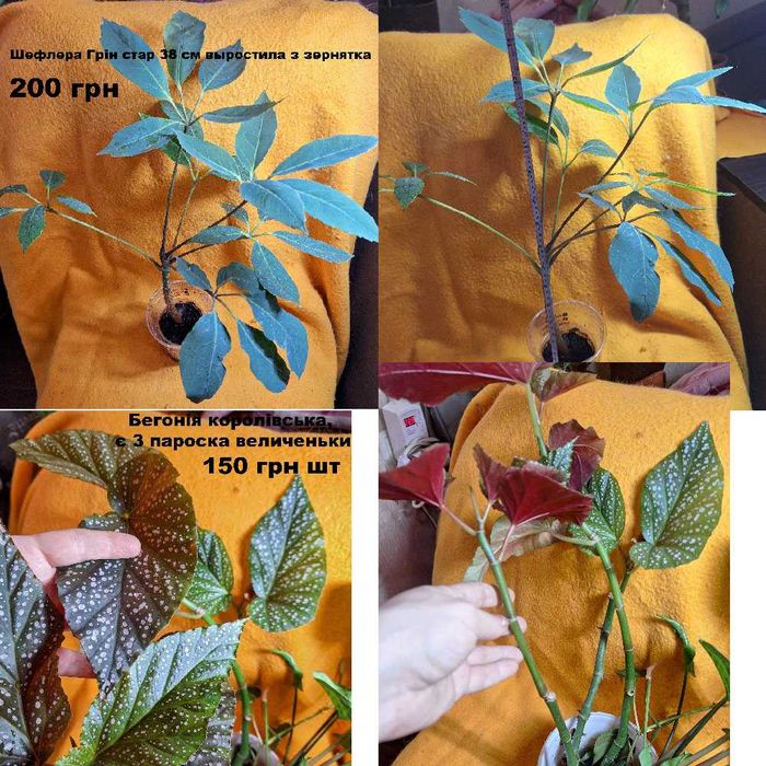 Терміново продам квіти