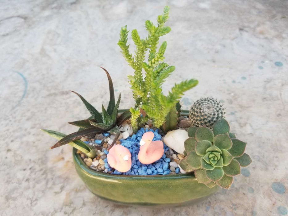 Arranjos de Suculentas