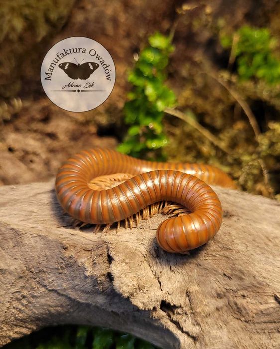 Spirostreptus sp. Tanzania, Krocionogi Wije