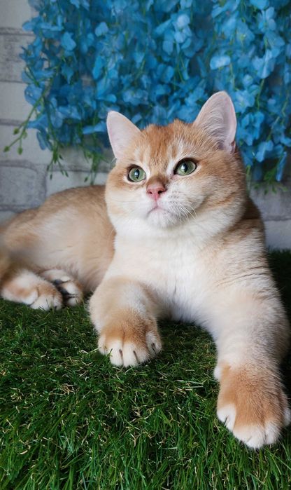 Британський котик Золота шиншила