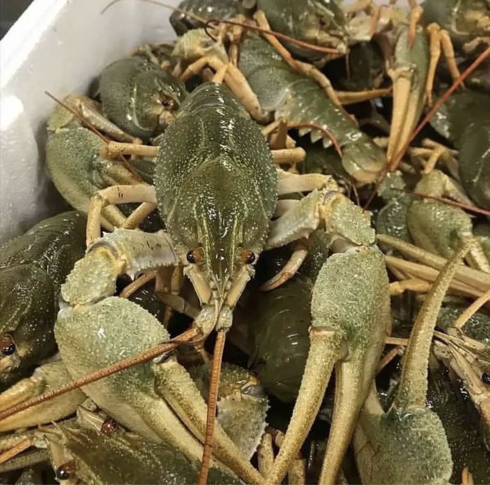 Живые раки.