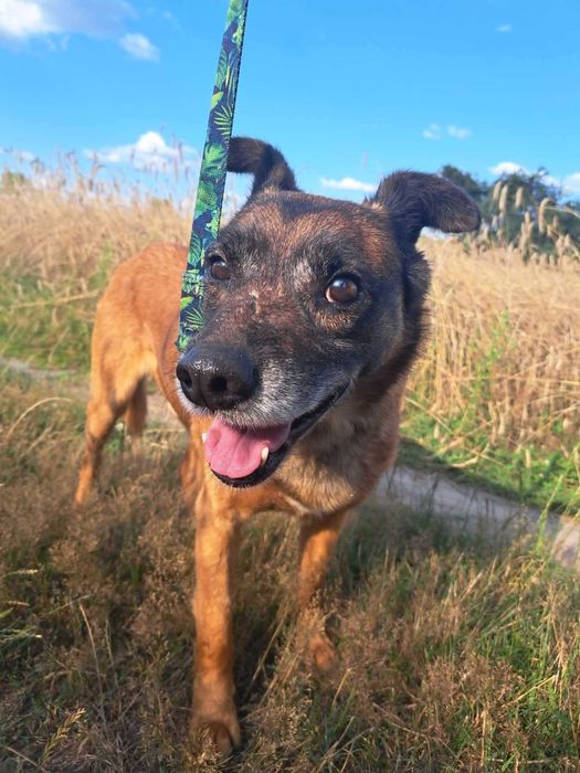 Wykop kochany pies szuka domu! | MASZ NOSA