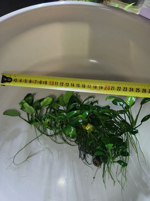 Anubias roślina akwariowa