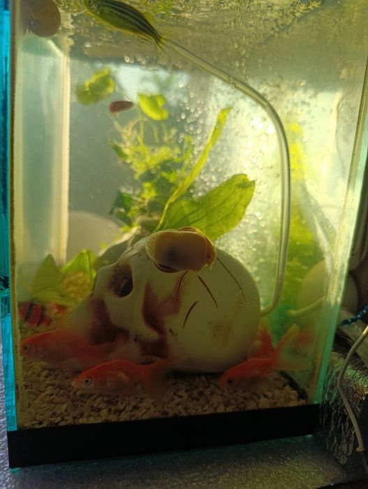 Рибки золоті вуальові