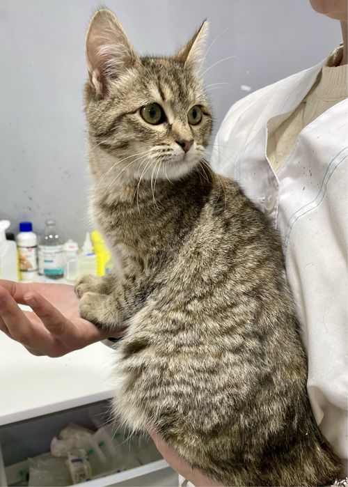 Котенок кошка кот полосатая лесная серая