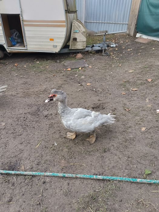 ЛАВАНДОВІ качки,шипуни,мускуси