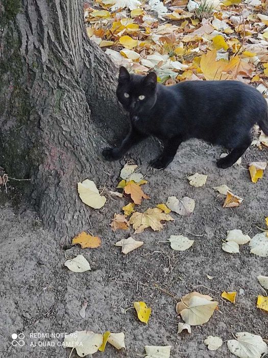 Гарнi котики термiново шукають своїх нових господарiв