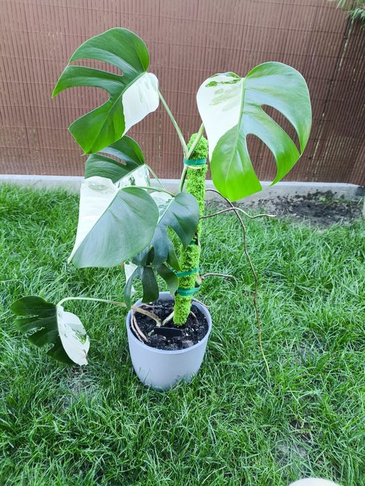 Monstera Variegata