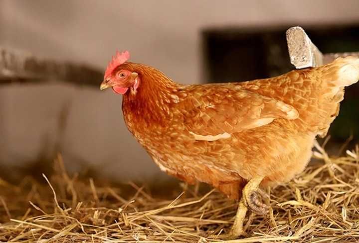 SŁOMA kostka DLA gryzoni, psa, rolnictwa PODŁOŻE ściółka 8 KG 160L
