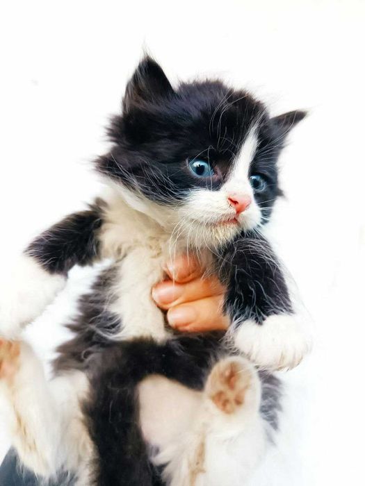 Котенок котята малыши бесплатно