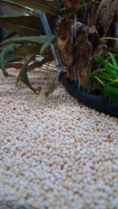 Guppy's Juvenis (Aquário Particular)