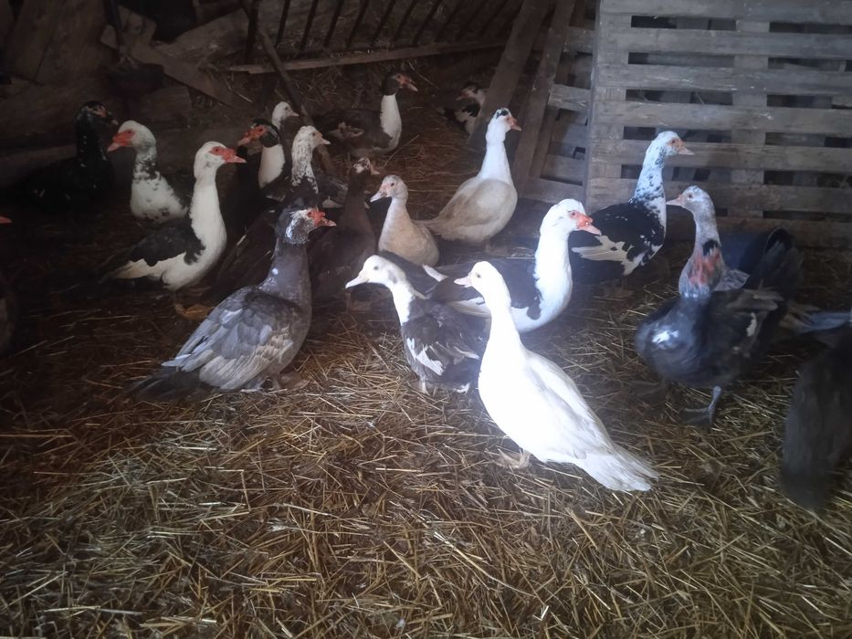 Jaja lęgowe kaczek piżmowych