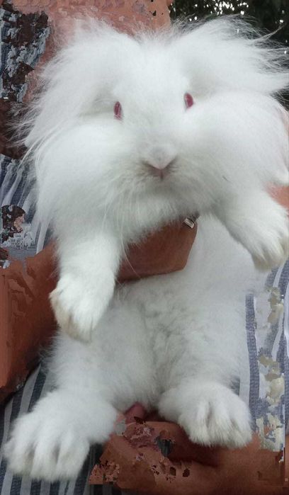 Cedo Coelhos  Angora