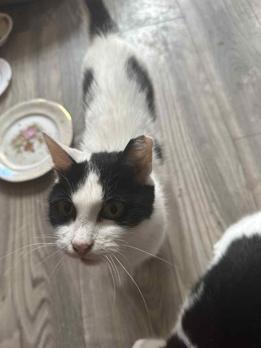 Urocza Niusia szuka domu!