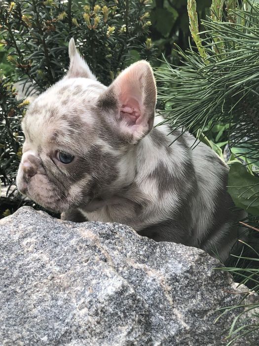 Элитные французские бульдоги