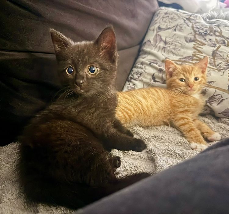 Cynamonka i Ancymonka śliczne kociaki do adopcji