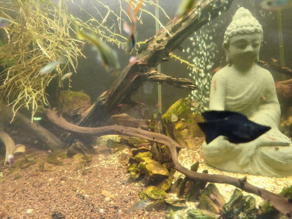 Vendo ou troco  3 Mollys