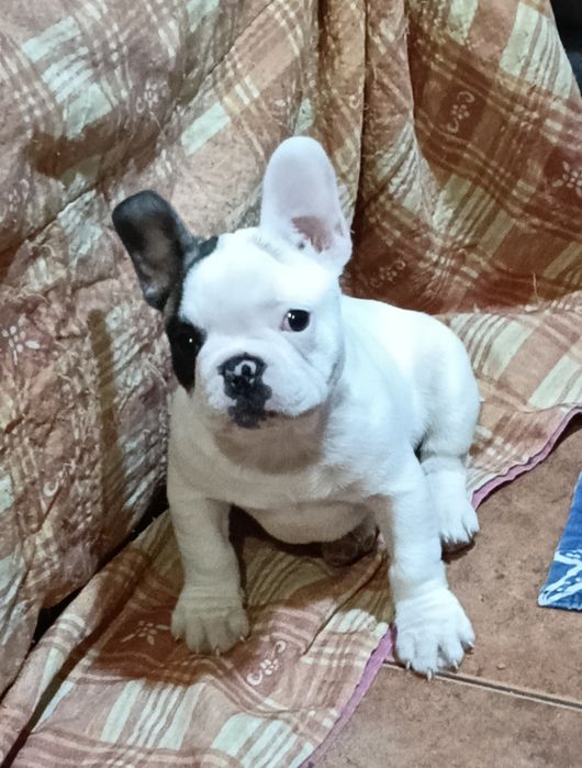 bulldog francês fêmea com microchip valor negociável