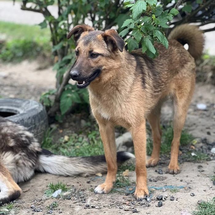 Собачки безкоштовно