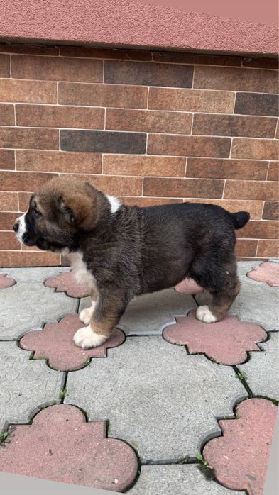 цуценята Алабай, середньоазіатська вівчарка