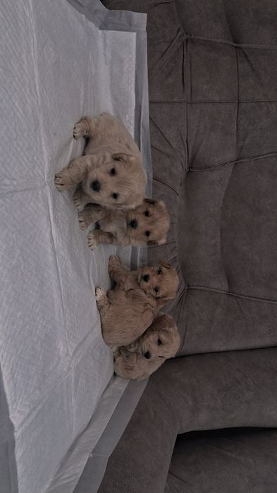 Красівих мальтіпу