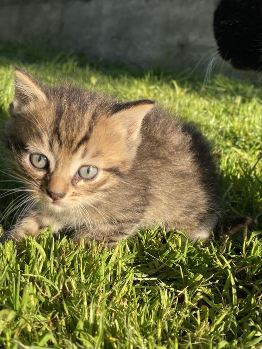 Продам котика.