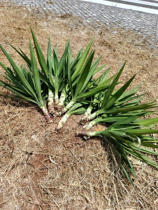 Para Doar Palmeiras Yucca