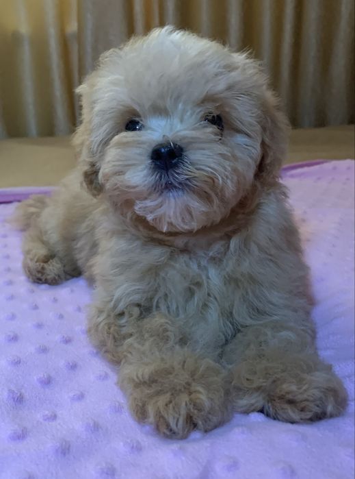 Мальтіпу подарунок на 8 березня