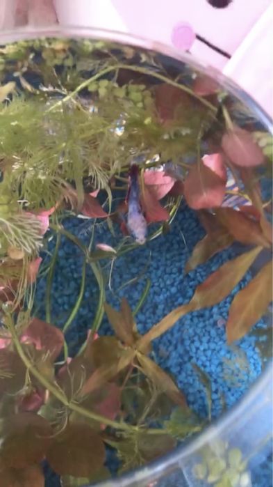 kula akwariowa 8 litrów