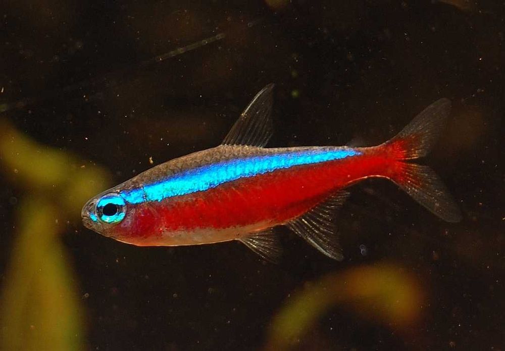 MISIEKZOO Kąsaczowate - Neon Inessa już od 1,80 zł