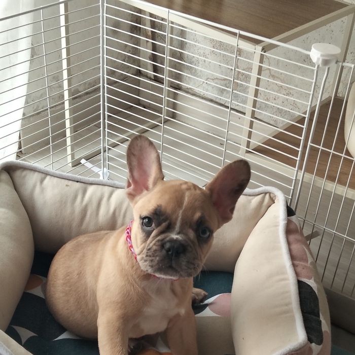 Buldogue francês bebe lindo