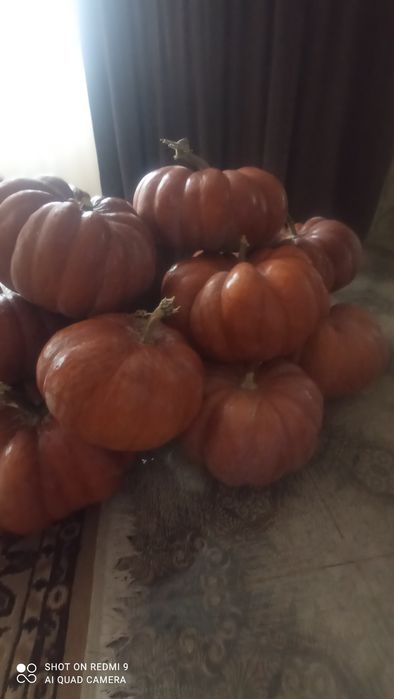 Продам гарбузи кашові