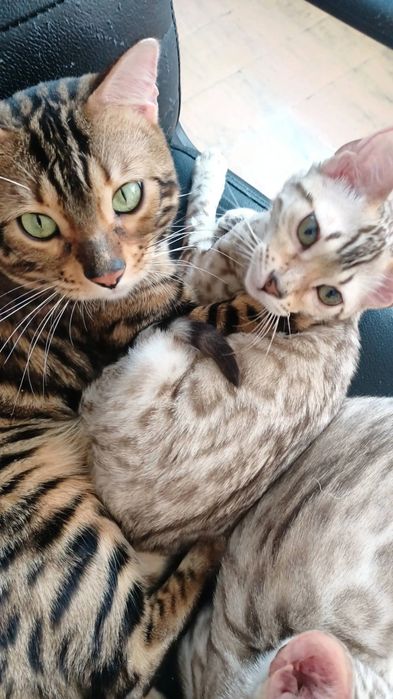 Бенгальські кошенята WCF, документи. Снежні.