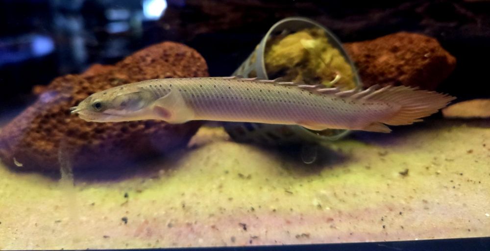 Polypterus senegalski