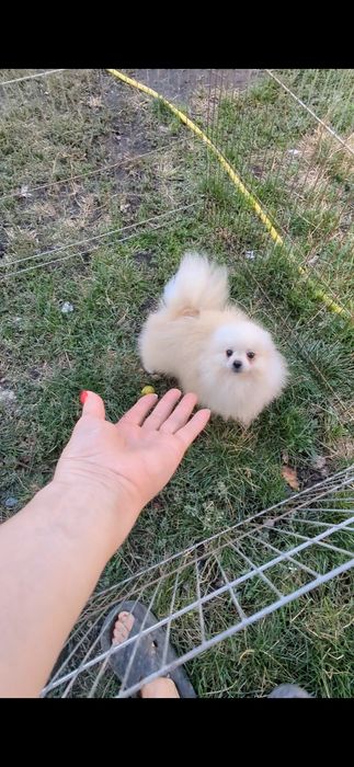 Мальчик померанский шпицц