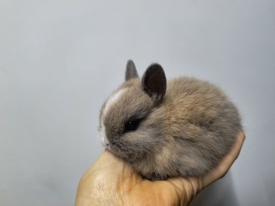 Кролик Нидерландская порода