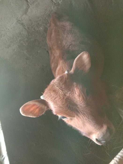 Продається бичок джерсей 5 місяців